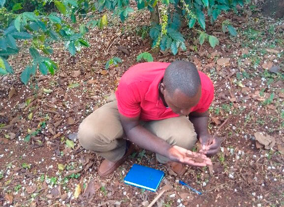 Understanding of soil carbon, structure and biodiversity in Coffea arabica agroforestry